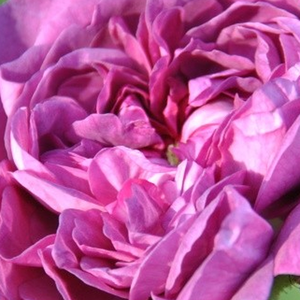 Rozenstruik - Webwinkel - perpetual hybrideroos - purper - Rosa Reine des Violettes - sterk geurende roos - Mille-Mallet - Lekker zoete geur, bloeit de hele seizoen door, bijna stekellos, grijsgroen blad.